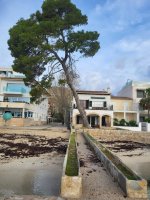 Voramar tree  designated for being felled.jpeg