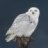 snowyowl